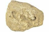 Fossil Dinosaur Bone Section - North Dakota #237671-1